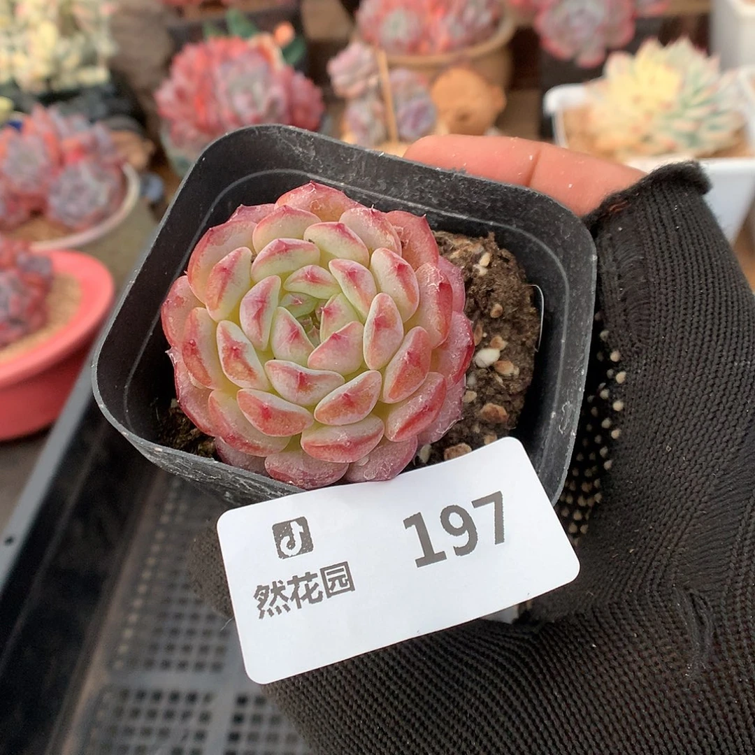 197白胖多肉植物6666