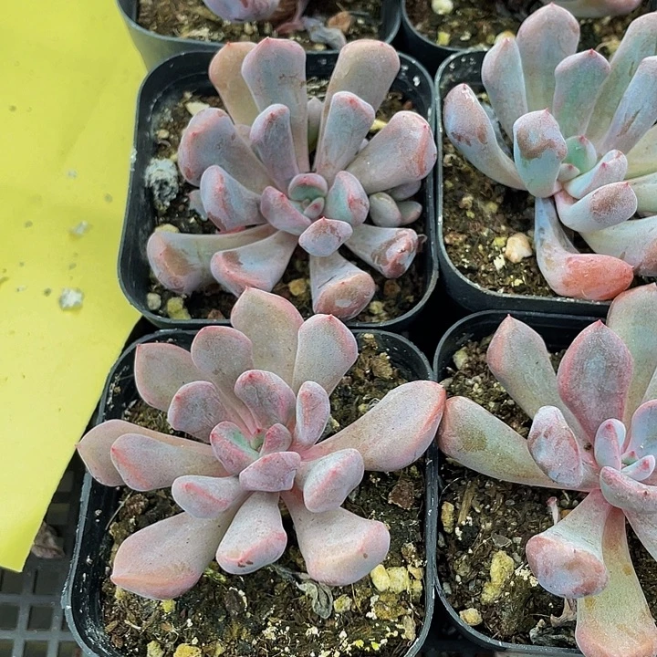 丘比特带盆土发货