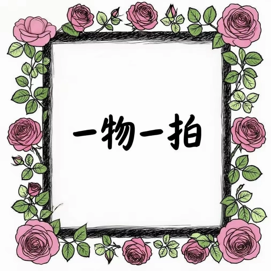 一物一拍月季玫瑰盆栽