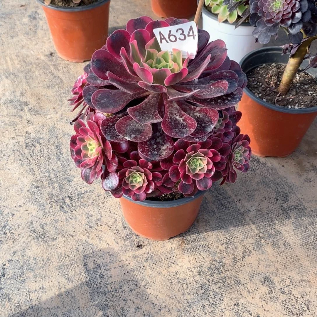 嫩桩美杜莎634多肉法师植物