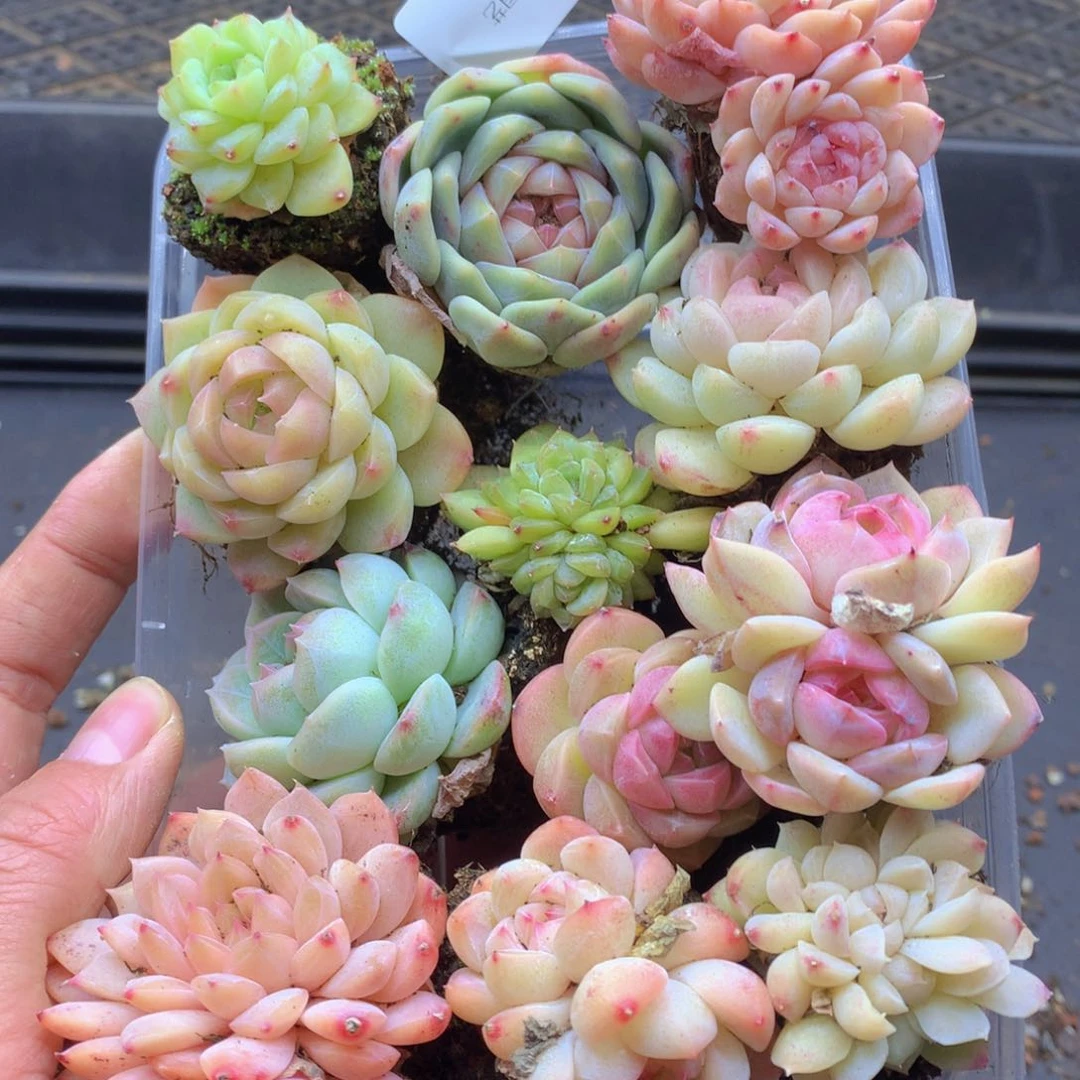 反反复复还是很开心的081