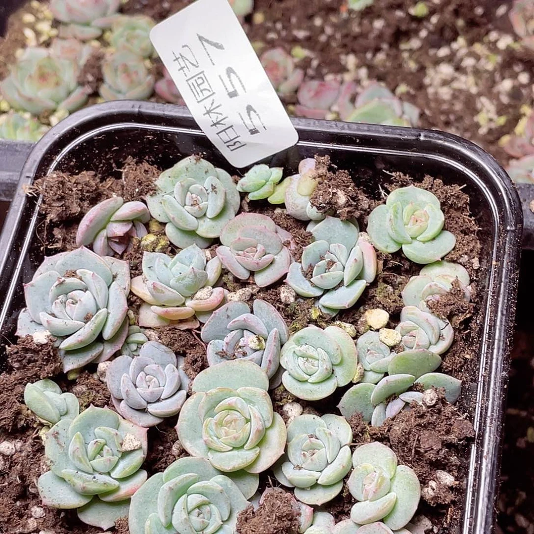 阿***紫多肉植物多肉植物557