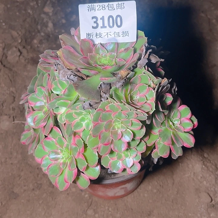 昙***现3100安娜多肉植物