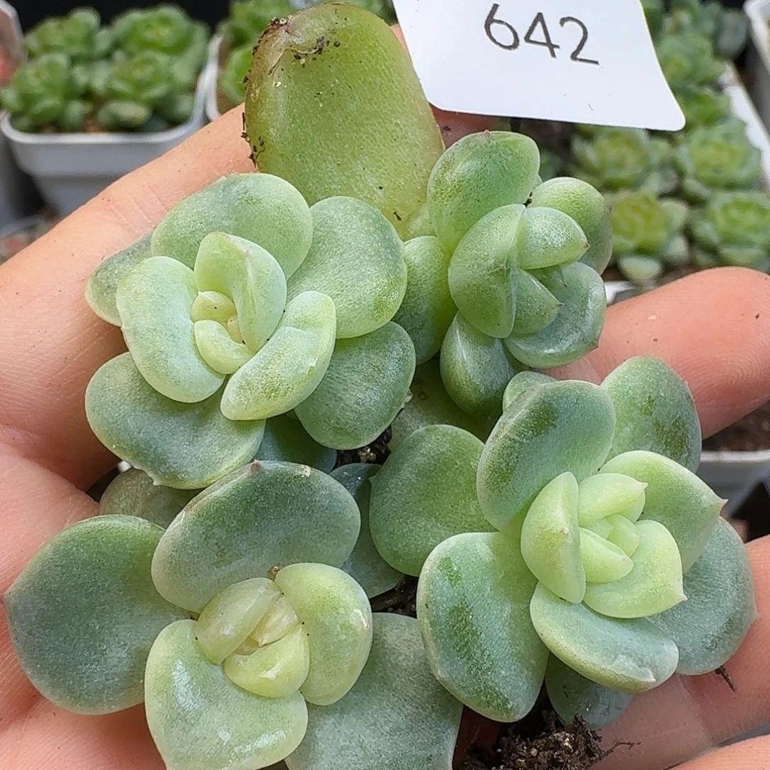 一物一拍一物一拍917-642
