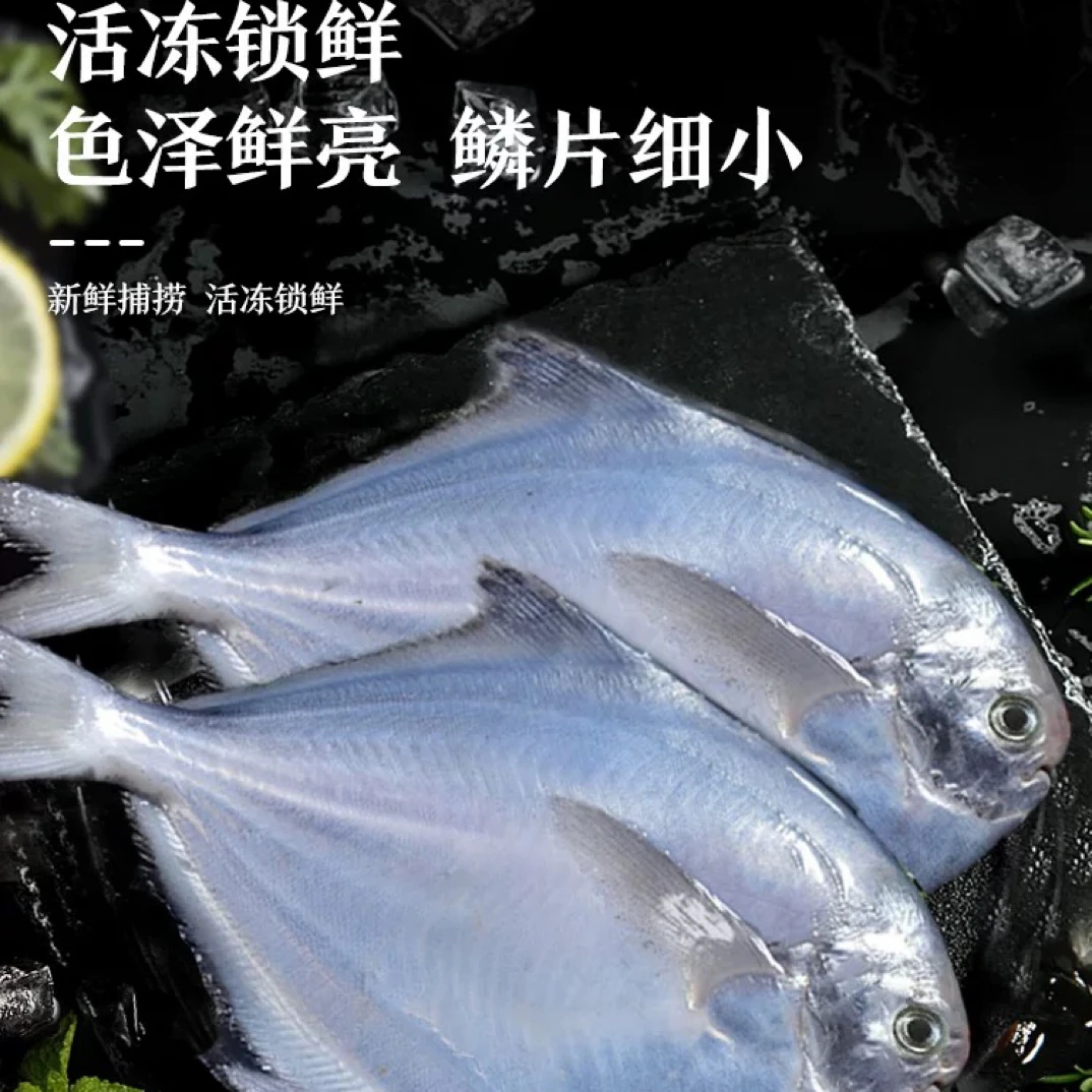 五斤净重不包冰一斤五到六条九月海捕新鲜银鲳鱼速冻锁鲜刺少肉嫩