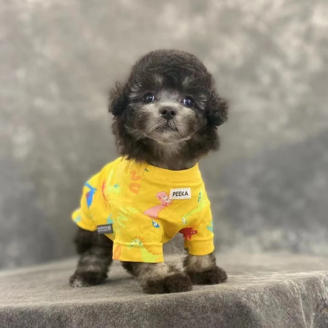 【王千万专用链接】幼犬泰迪灰泰迪黑色泰迪熊宠物狗狗活体小狗幼崽