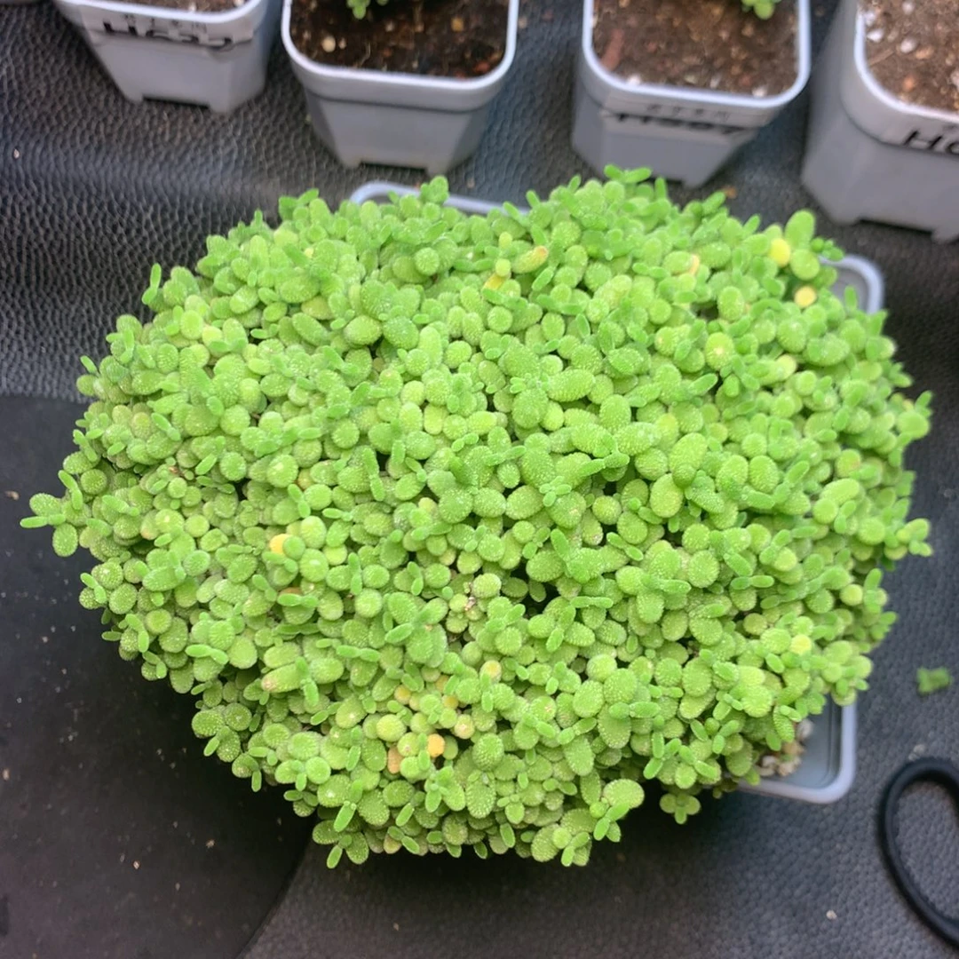 680爱心蜜橘福利。
