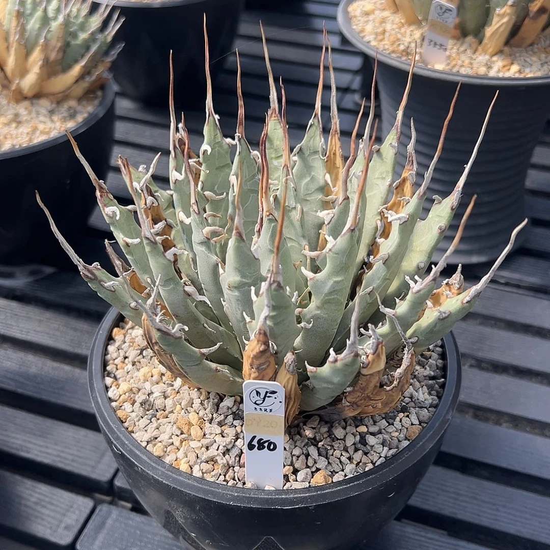 无花朵熟桩带盆，冠服15