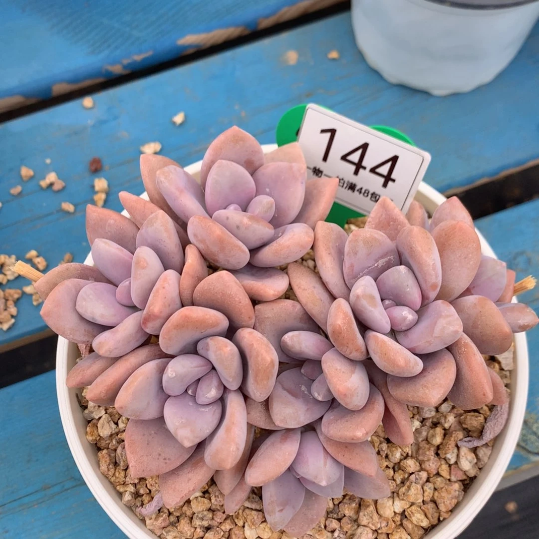 桃霜朵朵缀一物一拍144