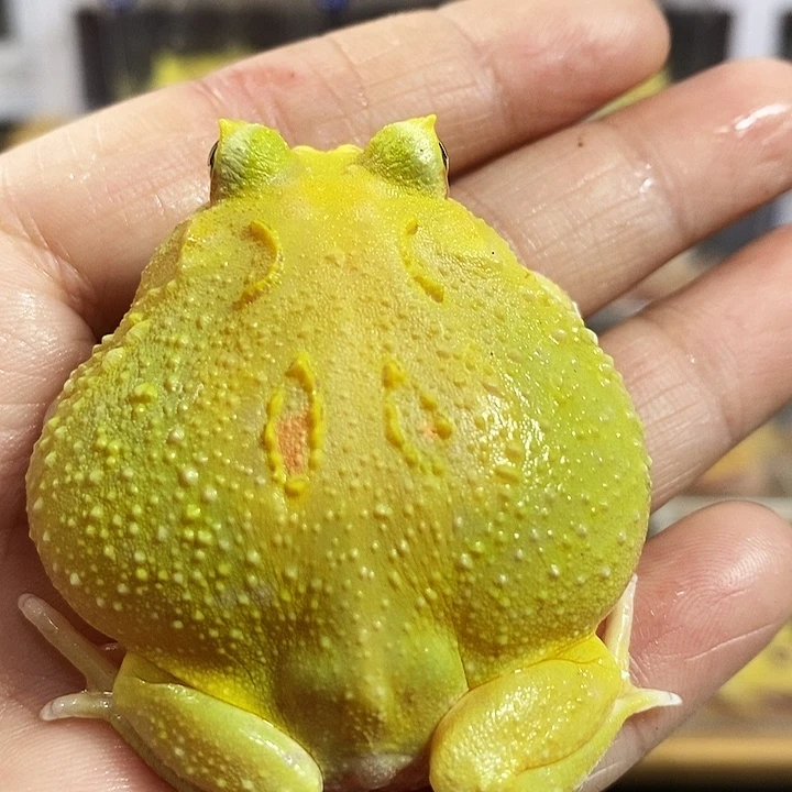 角蛙158号超级皮卡丘角蛙