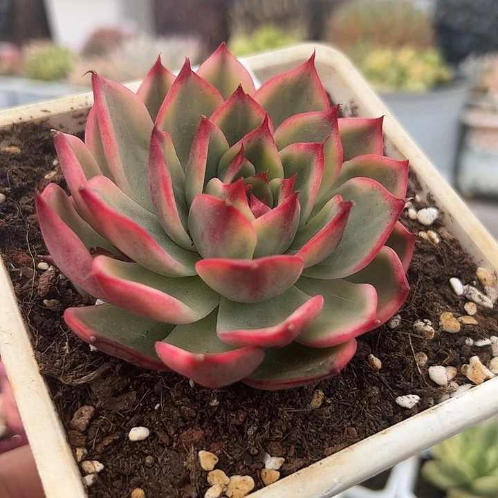 0035桃花多肉植物