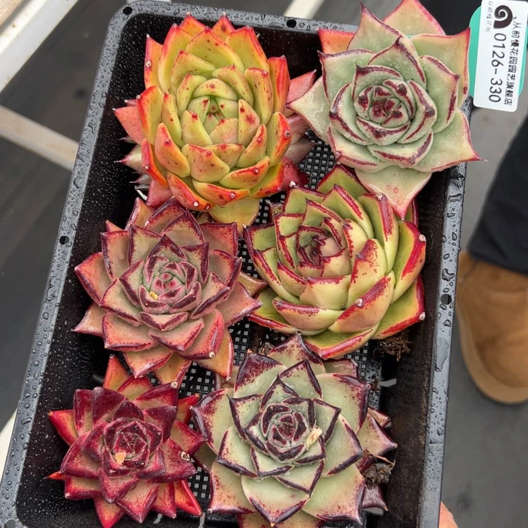 多肉一物一拍0126-330