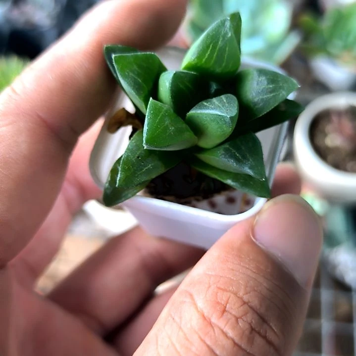 玉露寿，满5元包邮，