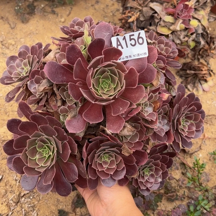 荷兰玫瑰多肉植物156.