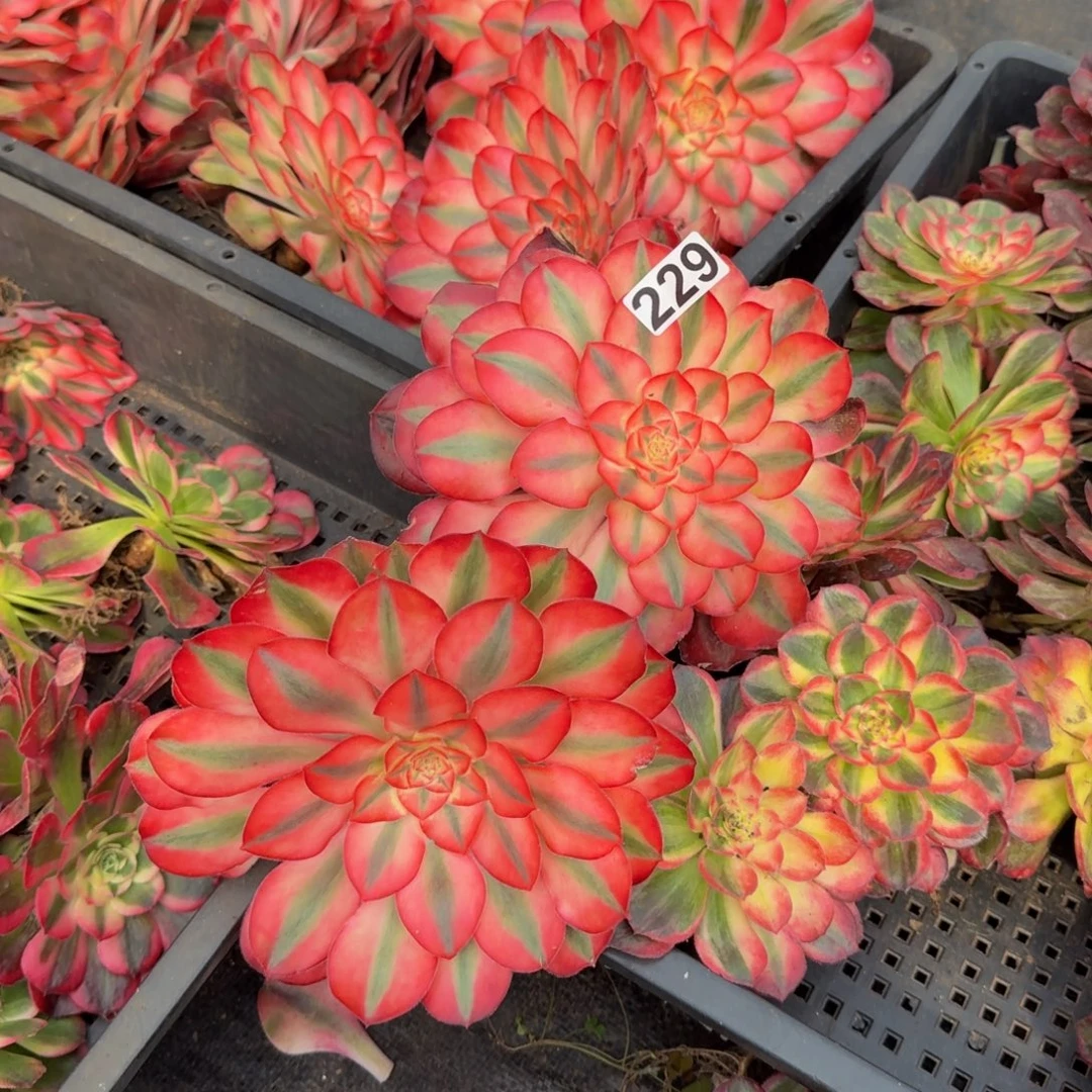 229多肉植物两颗一组