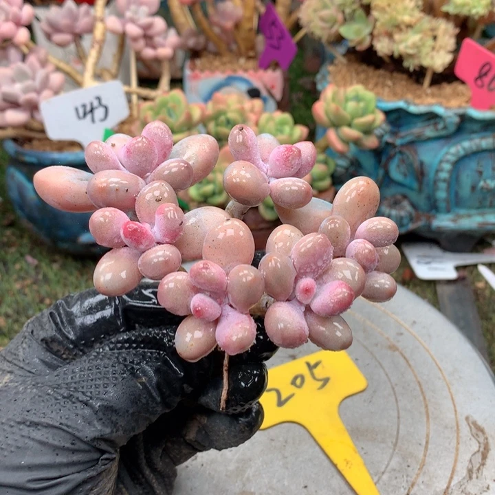 无花朵欢喜多肉一物一拍205