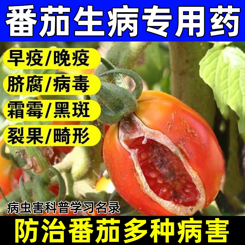 番茄专用药番茄病菌清细菌真菌病毒病炭疽病叶斑病番茄专用正品