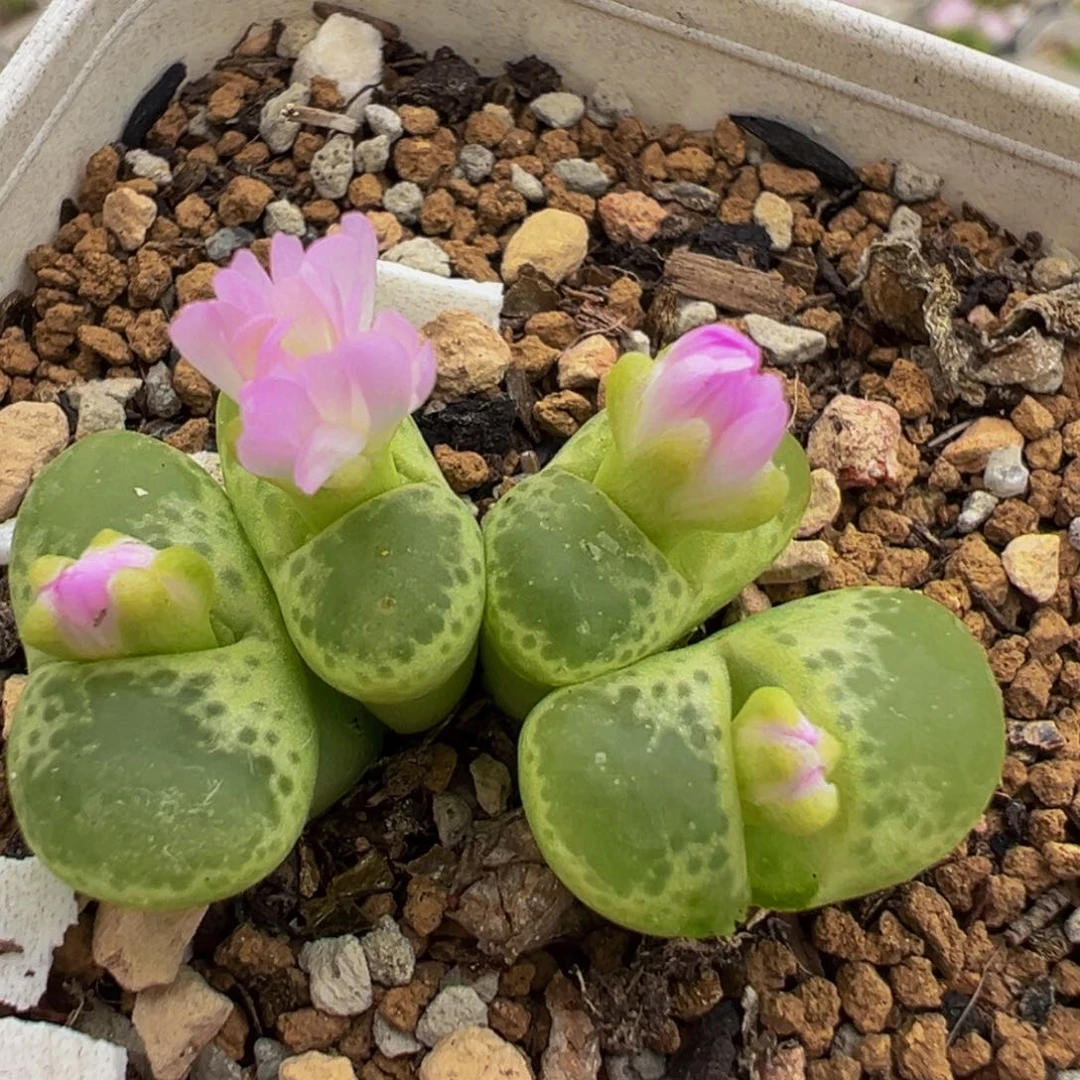 260多肉植物百科植物