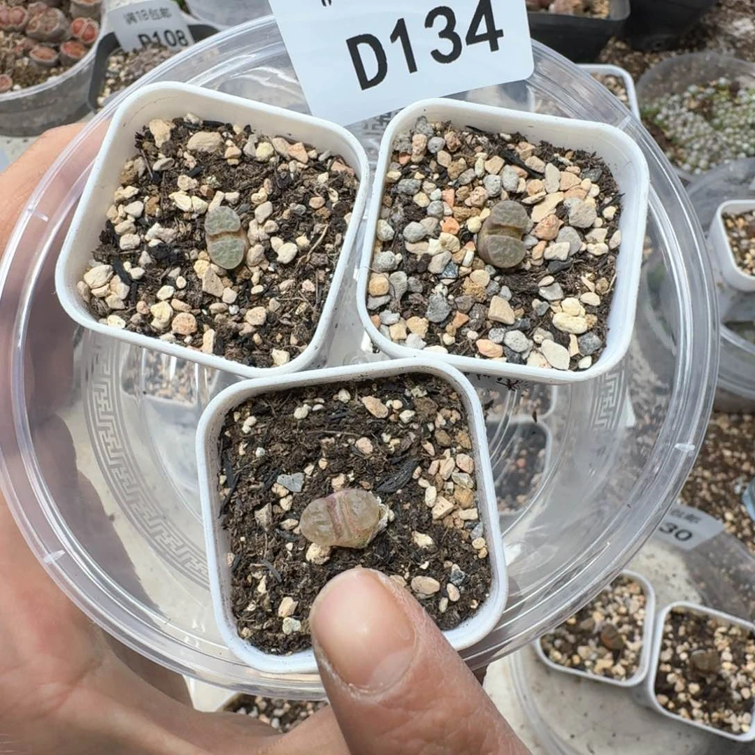 D134 两颗磁铁。带盆