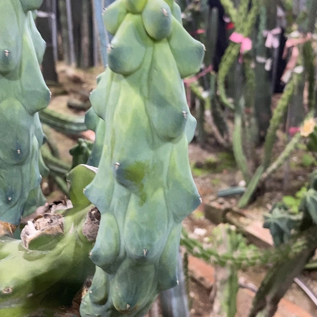 现砍侧牙高度15-20公分。