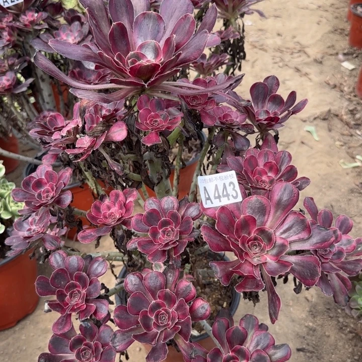 丽娜……多肉植物……