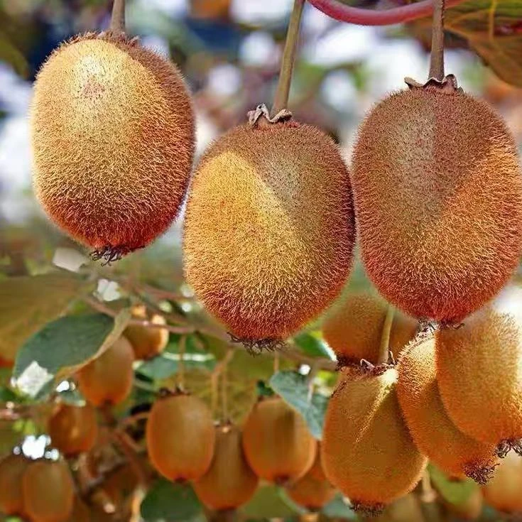 【2025年真徐香】陕西徐香猕猴桃陕西特产多汁整箱包邮新鲜时令水果