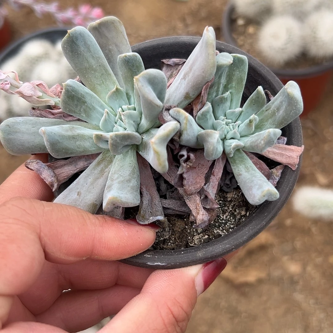 多肉植物多肉植物
