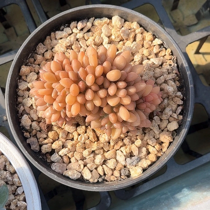 黄体水晶球缀化13号码牌子的