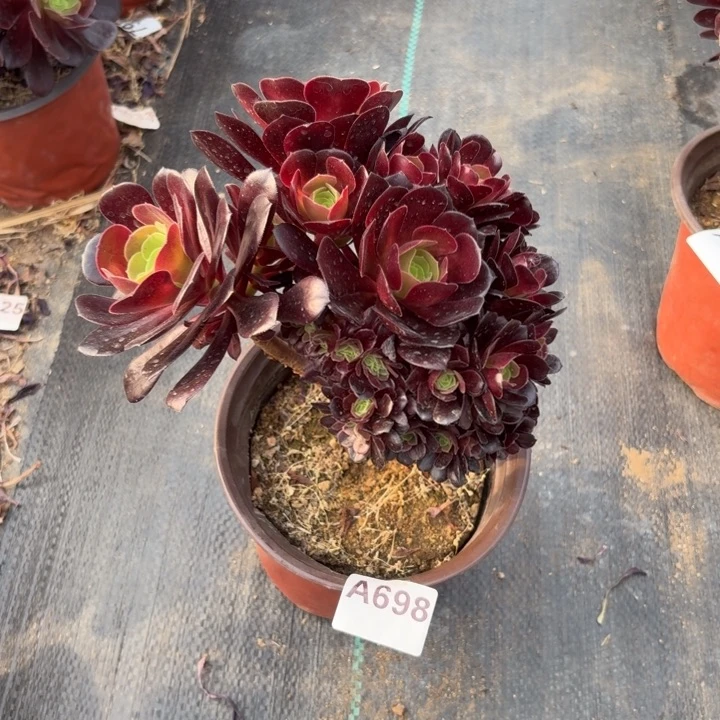 欧紫缀化多肉植物不包损698小棵