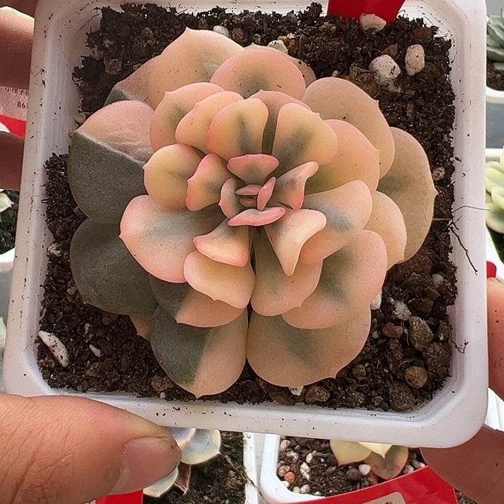 698号雪精灵锦多肉植物