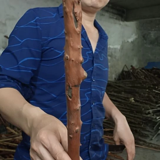 稳定木哈*高山 檬子木文玩料