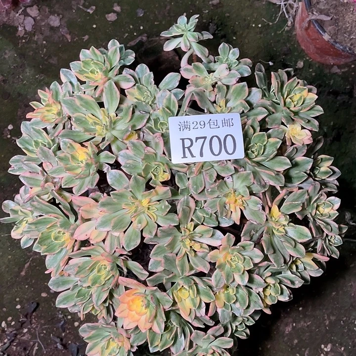 700甜茶多肉植物