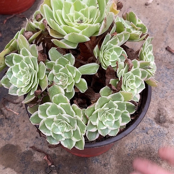 83万花筒多肉植物法师