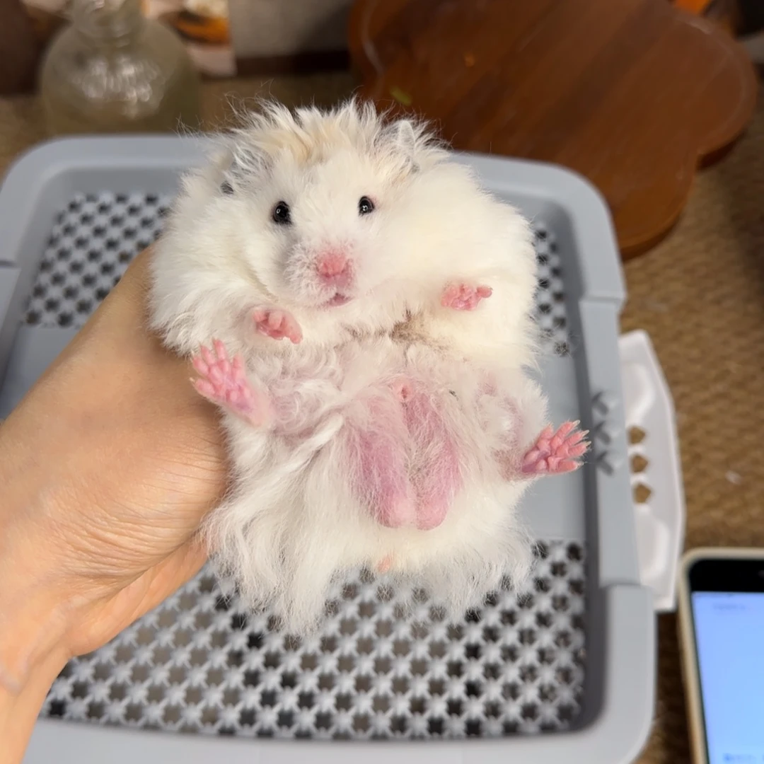 卷毛黄波弟弟8.26