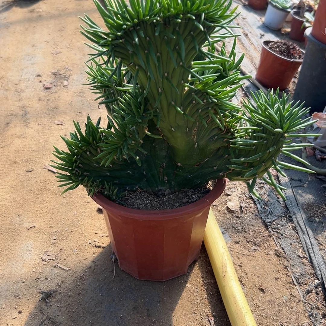 多肉植物将军柱仙人