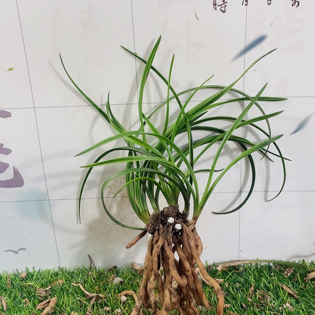 朝***拾完全开放兰花兰花