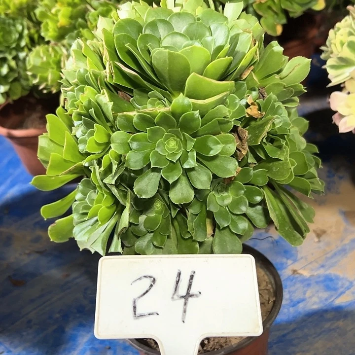 多肉植物绿羊绒法师