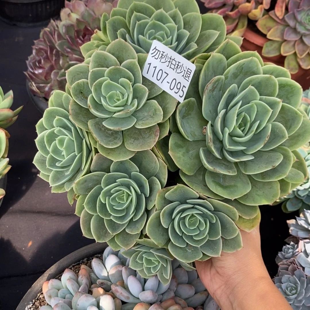 两单包邮1107-95星娜塔