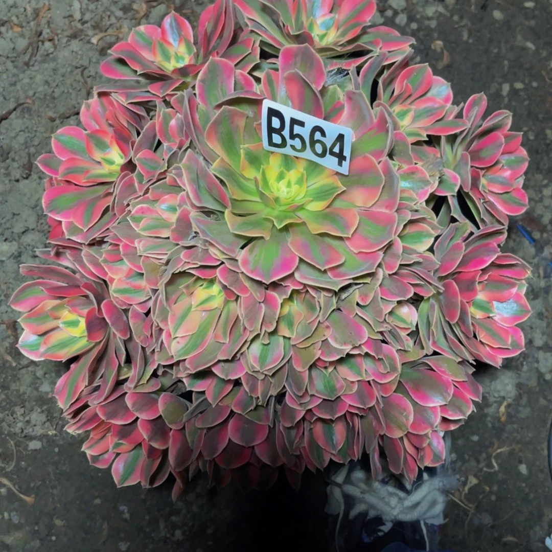 女妖法师16/////26包邮