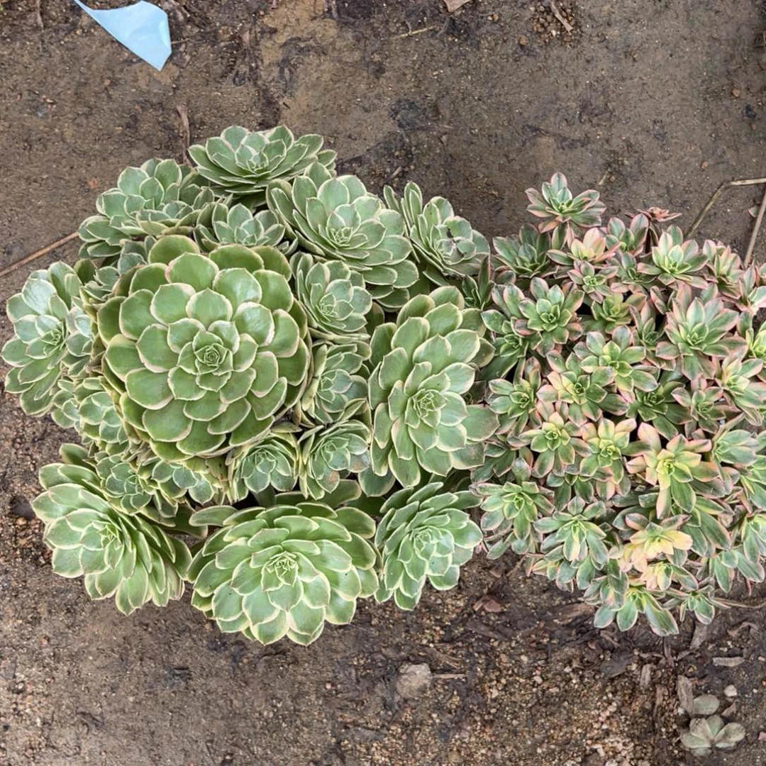 甜茶加粉花妖多肉