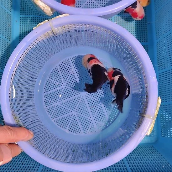 金鱼057兰寿两只特价顺丰包邮