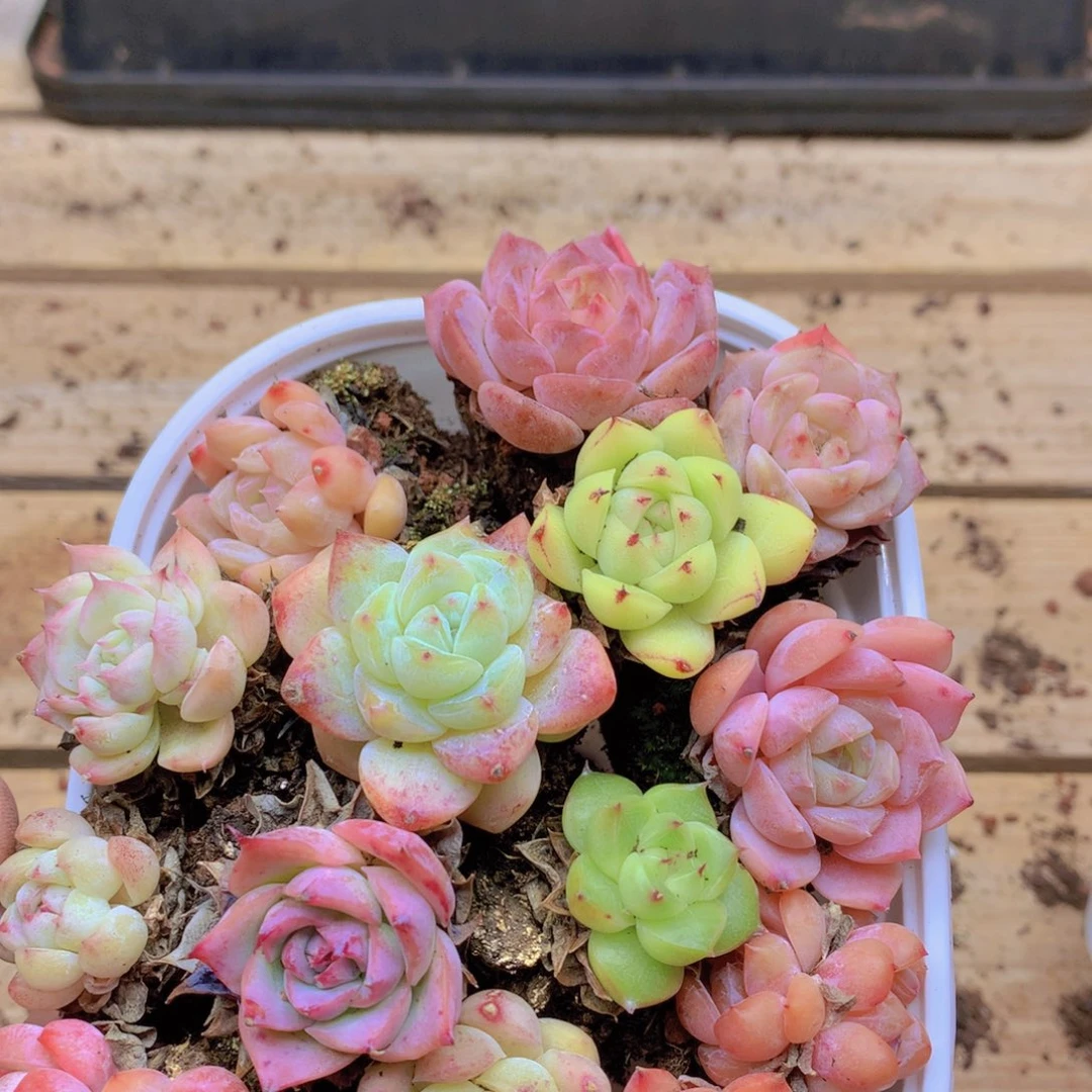 我要睡觉了啊你也早点睡052