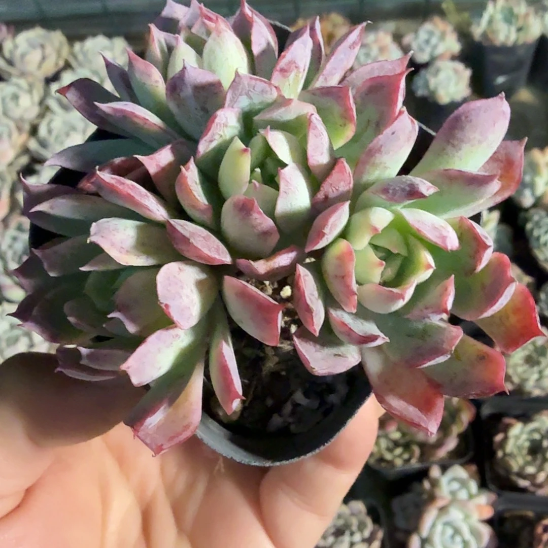 408七公分无砍蓝安娜满20包邮