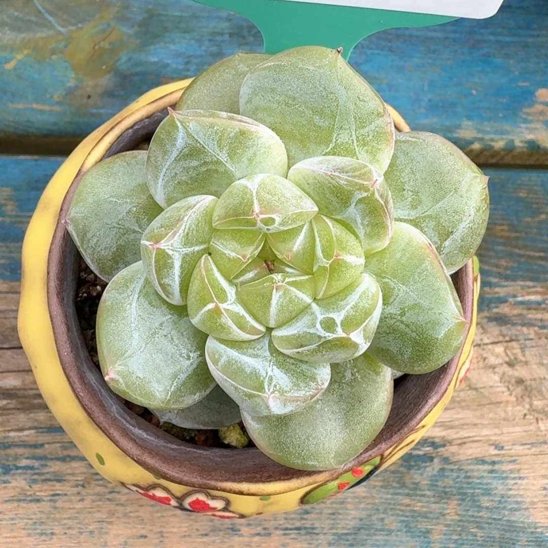 从前慢多肉编号0820-7