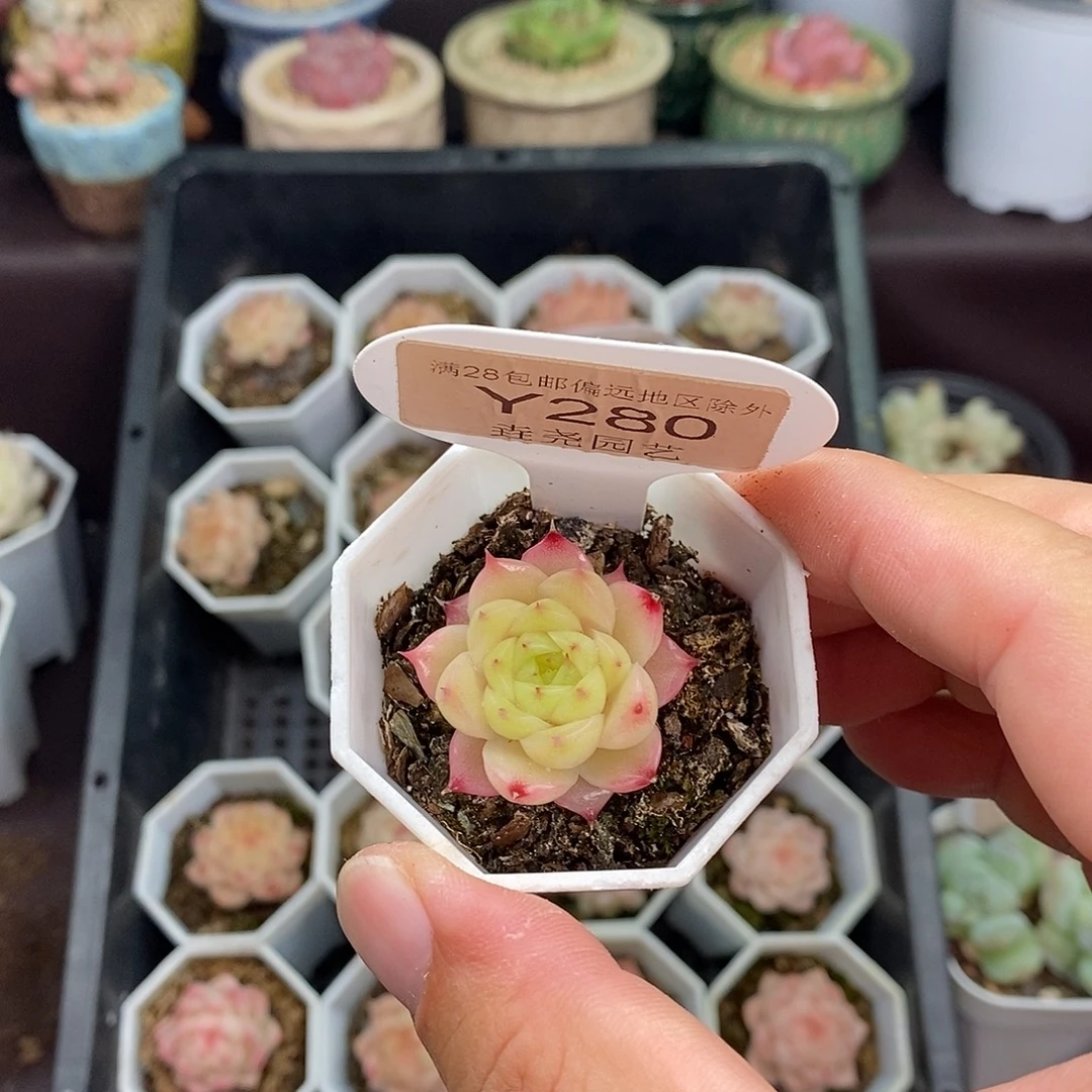 B***a280 麦秆 单头 3cm