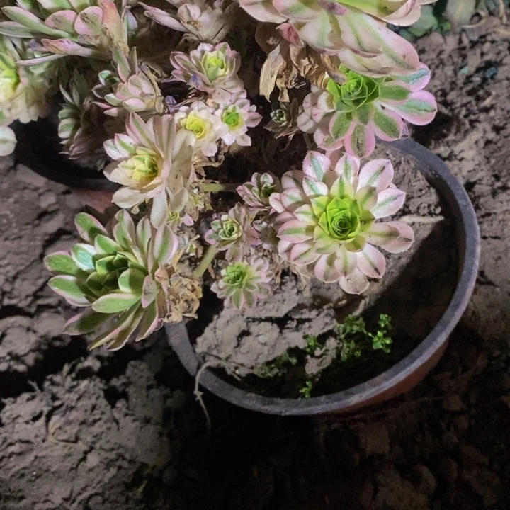 -***✿欣玥法师母本一棵