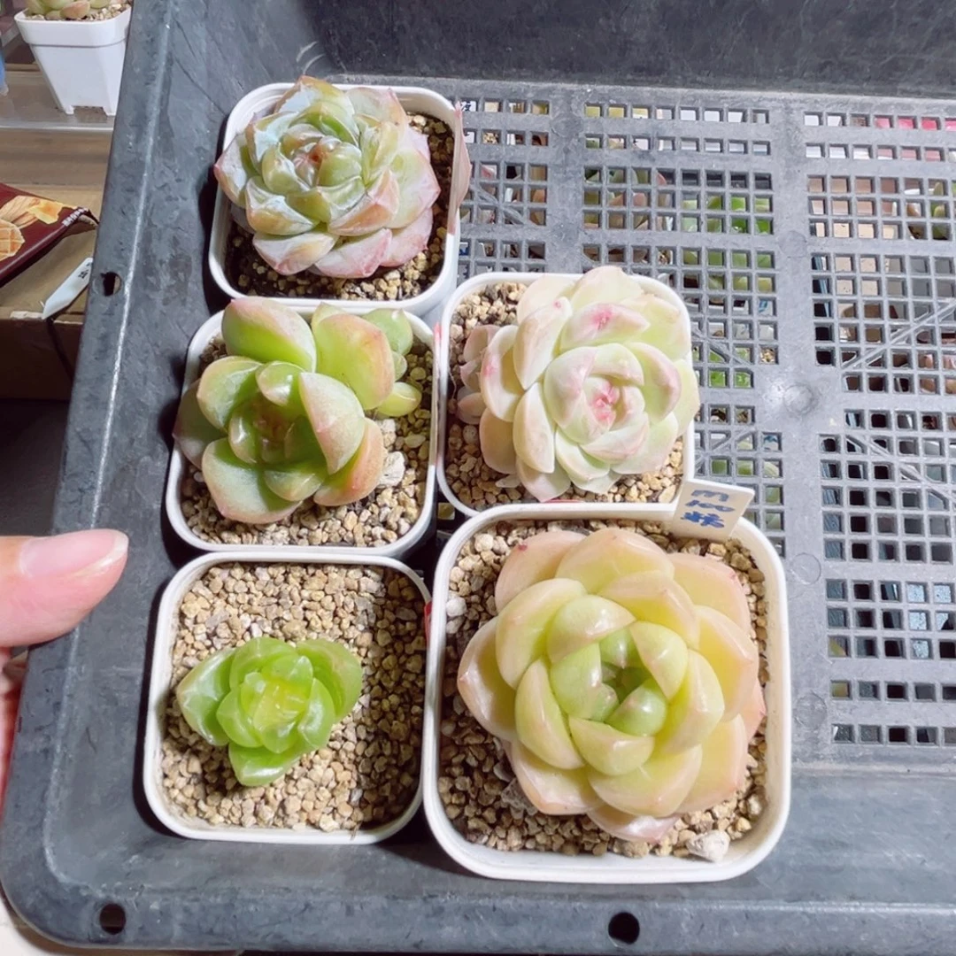 小***哒A543 一物一拍 打包5个