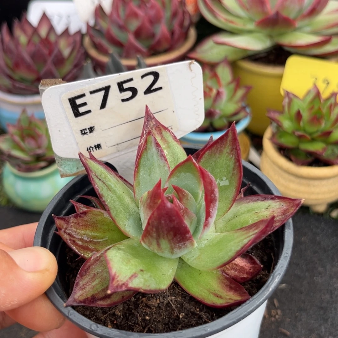 惊鸿一物一拍包装收缩花旱752