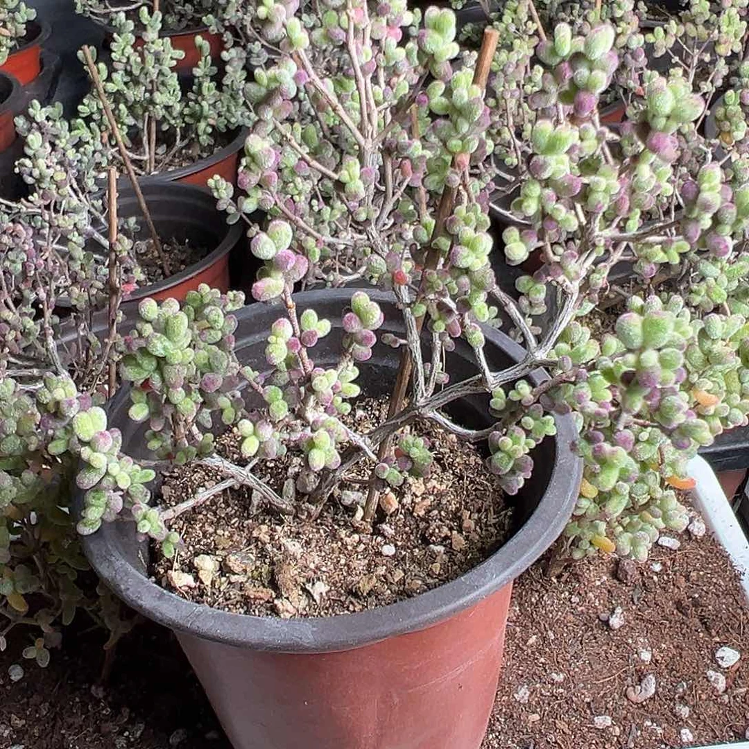 糖球白虎斑锦90杯老桩