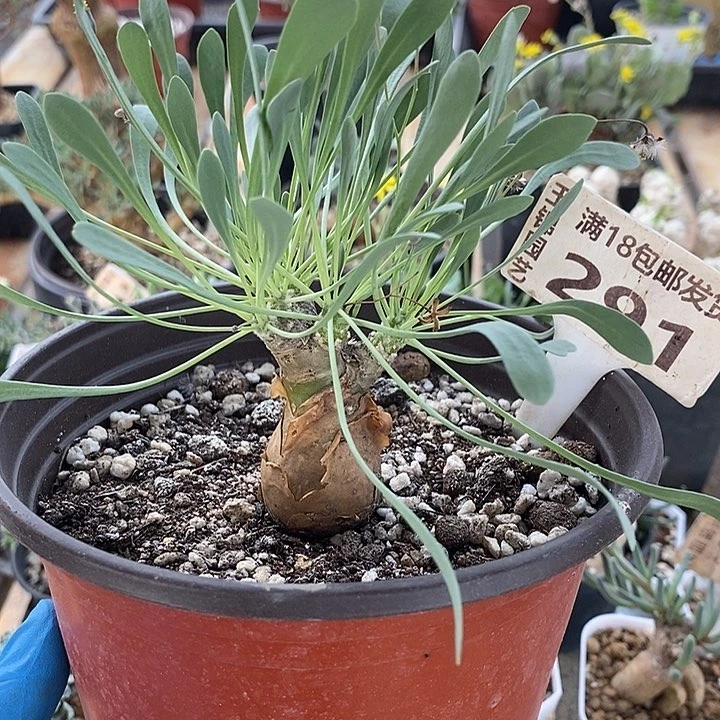 291开普敦厚敦菊一一一一一一一